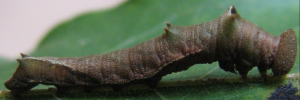 Larvae